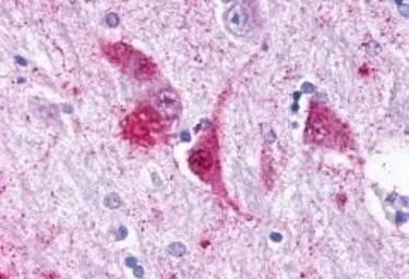 Anti-GPR37 antibody used in IHC (Paraffin sections) (IHC-P). GTX71159