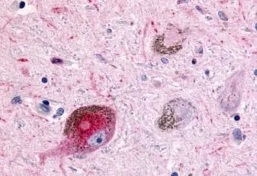 Anti-mAChR M2 antibody used in IHC (Paraffin sections) (IHC-P). GTX71169
