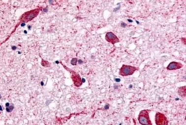 Anti-mAChR M2 antibody used in IHC (Paraffin sections) (IHC-P). GTX71169