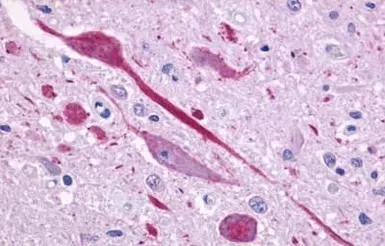 Anti-GPR105 antibody used in IHC (Paraffin sections) (IHC-P). GTX71177