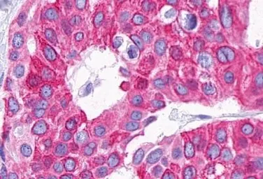 Anti-GPR105 antibody used in IHC (Paraffin sections) (IHC-P). GTX71177