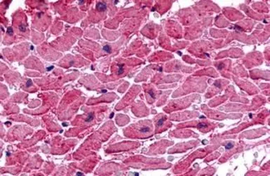 Anti-GPR175 antibody used in IHC (Paraffin sections) (IHC-P). GTX71185