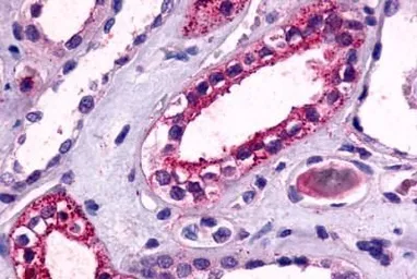 Anti-GPR175 antibody used in IHC (Paraffin sections) (IHC-P). GTX71185