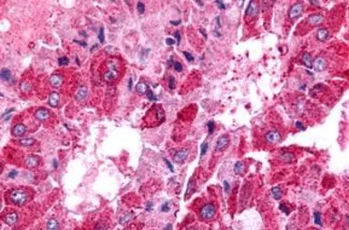 Anti-GPR175 antibody used in IHC (Paraffin sections) (IHC-P). GTX71185