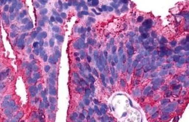 Anti-GPR175 antibody used in IHC (Paraffin sections) (IHC-P). GTX71185