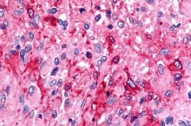 Anti-GPR175 antibody used in IHC (Paraffin sections) (IHC-P). GTX71185
