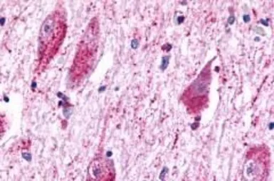 Anti-GPR175 antibody used in IHC (Paraffin sections) (IHC-P). GTX71185