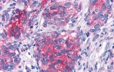 Anti-GPR44 antibody used in IHC (Paraffin sections) (IHC-P). GTX71385