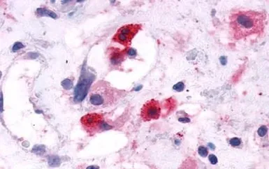Anti-GPR44 antibody used in IHC (Paraffin sections) (IHC-P). GTX71385