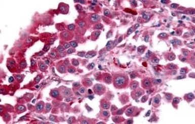 Anti-AVPR1B antibody used in IHC (Paraffin sections) (IHC-P). GTX71413