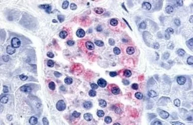 Anti-AVPR1B antibody used in IHC (Paraffin sections) (IHC-P). GTX71413
