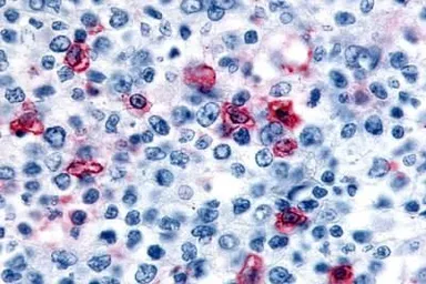 Anti-Histamine H4 Receptor antibody used in IHC (Paraffin sections) (IHC-P). GTX71421
