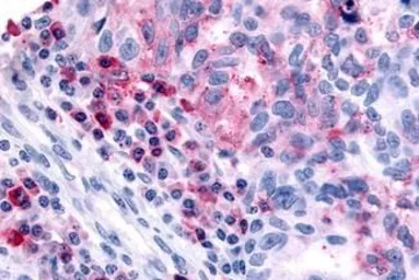 Anti-Histamine H4 Receptor antibody used in IHC (Paraffin sections) (IHC-P). GTX71421