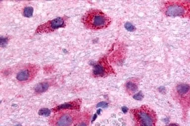 Anti-S1PR5 / EDG8 antibody used in IHC (Paraffin sections) (IHC-P). GTX71425