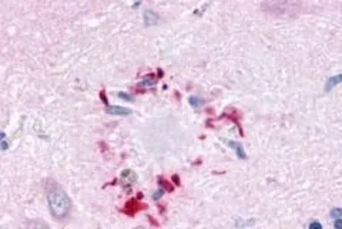 Anti-GPR78 antibody used in IHC (Paraffin sections) (IHC-P). GTX71513