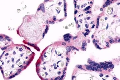 Anti-GPR78 antibody used in IHC (Paraffin sections) (IHC-P). GTX71513
