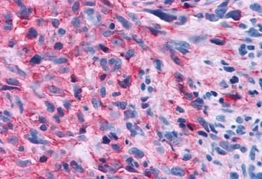 Anti-GPR108 antibody used in IHC (Paraffin sections) (IHC-P). GTX71565