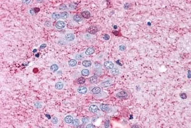 Anti-GPR108 antibody used in IHC (Paraffin sections) (IHC-P). GTX71565
