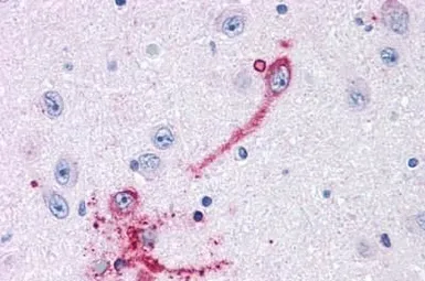 Anti-GPR108 antibody used in IHC (Paraffin sections) (IHC-P). GTX71565