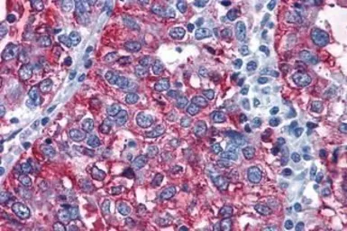 Anti-GPR108 antibody used in IHC (Paraffin sections) (IHC-P). GTX71565