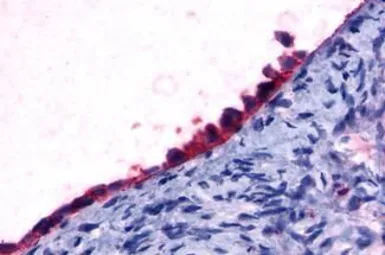 Anti-GPR108 antibody used in IHC (Paraffin sections) (IHC-P). GTX71565