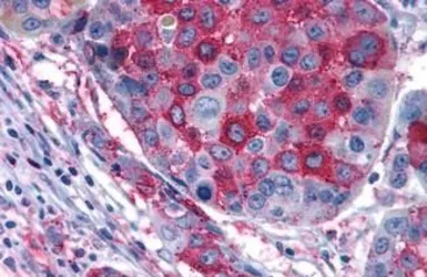 Anti-GPR108 antibody used in IHC (Paraffin sections) (IHC-P). GTX71565