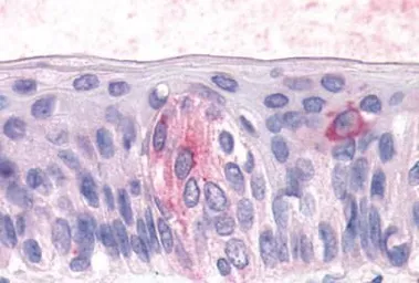 Anti-T1R3 antibody used in IHC (Paraffin sections) (IHC-P). GTX71575