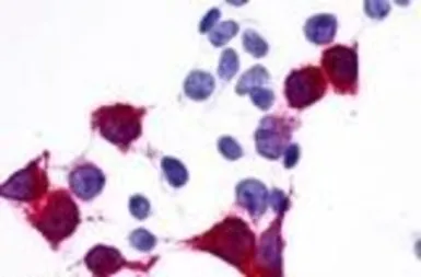 Anti-TM7SF1/GPR137B antibody used in Immunocytochemistry/ Immunofluorescence (ICC/IF). GTX71669