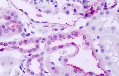 Anti-TM7SF1/GPR137B antibody used in IHC (Paraffin sections) (IHC-P). GTX71669