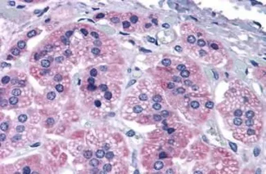Anti-mGluR7 antibody used in IHC (Paraffin sections) (IHC-P). GTX71717
