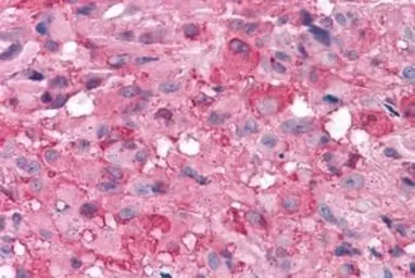 Anti-mGluR7 antibody used in IHC (Paraffin sections) (IHC-P). GTX71717