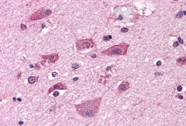 Anti-mGluR7 antibody used in IHC (Paraffin sections) (IHC-P). GTX71717