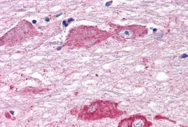 Anti-mGluR7 antibody used in IHC (Paraffin sections) (IHC-P). GTX71717