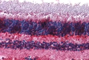 Anti-mGluR7 antibody used in IHC (Paraffin sections) (IHC-P). GTX71717