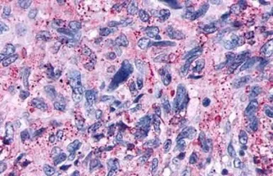 Anti-delta Opioid receptor antibody used in IHC (Paraffin sections) (IHC-P). GTX71799