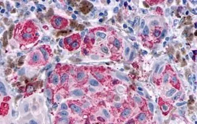 Anti-delta Opioid receptor antibody used in IHC (Paraffin sections) (IHC-P). GTX71799