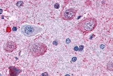 Anti-delta Opioid receptor antibody used in IHC (Paraffin sections) (IHC-P). GTX71799