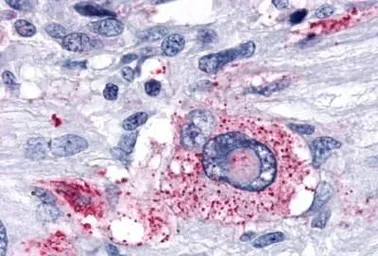 Anti-delta Opioid receptor antibody used in IHC (Paraffin sections) (IHC-P). GTX71799