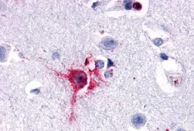 Anti-delta Opioid receptor antibody used in IHC (Paraffin sections) (IHC-P). GTX71799