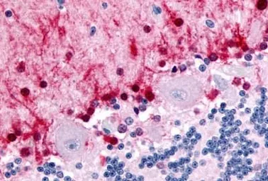 Anti-NR1D2 antibody used in IHC (Paraffin sections) (IHC-P). GTX71803