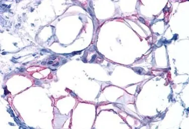 Anti-Glucagon receptor antibody used in IHC (Paraffin sections) (IHC-P). GTX71843