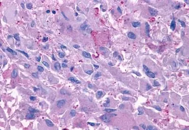 Anti-Glucagon receptor antibody used in IHC (Paraffin sections) (IHC-P). GTX71843