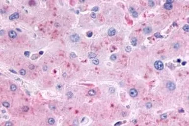 Anti-Glucagon receptor antibody used in IHC (Paraffin sections) (IHC-P). GTX71843