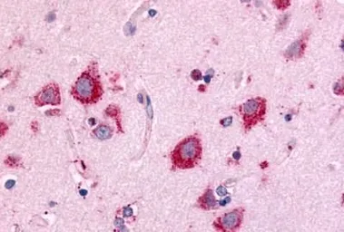Anti-NEK7 antibody used in IHC (Paraffin sections) (IHC-P). GTX71879
