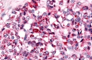 Anti-NEK7 antibody used in IHC (Paraffin sections) (IHC-P). GTX71879