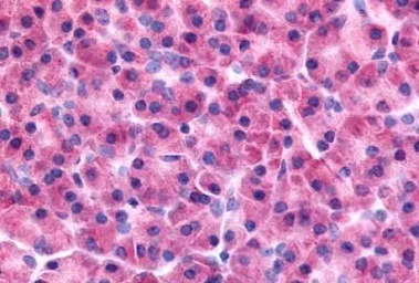 Anti-PAK5 antibody used in IHC (Paraffin sections) (IHC-P). GTX71887