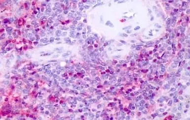 Anti-NR1D1 antibody used in IHC (Paraffin sections) (IHC-P). GTX71891