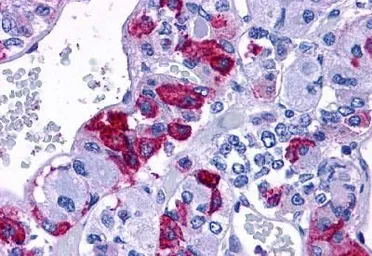Anti-PACAP receptor antibody used in IHC (Paraffin sections) (IHC-P). GTX71907
