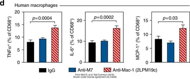 Anti-CD11b antibody [2LPM19c] used in Activation/Stimulation/Induction (Activation). GTX72023