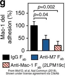 Anti-CD11b antibody [2LPM19c] used in Neutralizing/Blocking/Inhibition (Neutralizing/Inhibition). GTX72023
